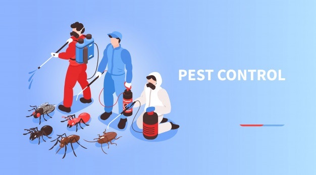 A Quick DYI Pest Control Guide