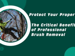 Professional Brush Removal