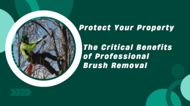 Professional Brush Removal