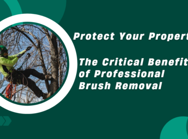 Professional Brush Removal