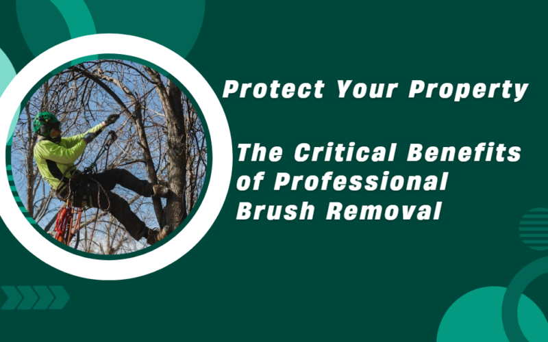 Professional Brush Removal